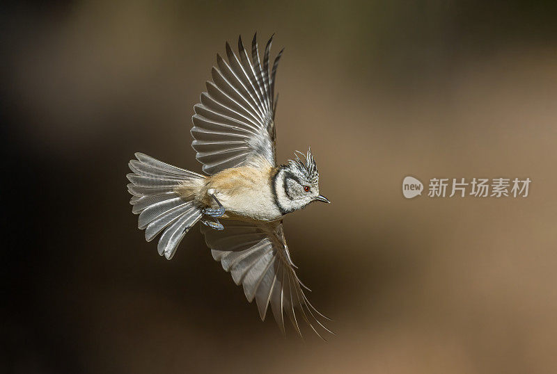 飞冠山雀(学名:Lophophanes cristatus)